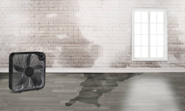 Best Carpet water damage restoration  in Mayville, ND
