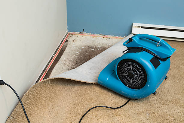 Best Basement water damage restoration  in Mayville, ND